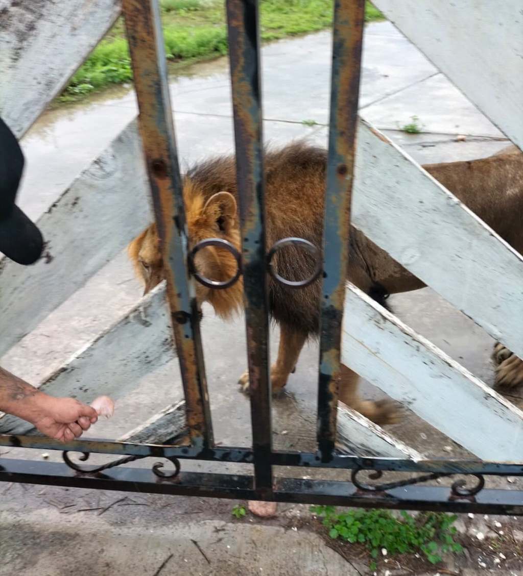 Localizan a león reportado en ejido Bartolina de&nbsp;Matamoros